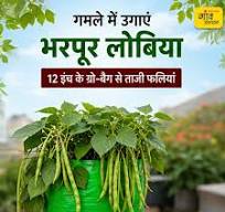 गमले या ग्रो-बैग में उगाएं लोबिया घर बैठे पाएं पौष्टिक हरी सब्जी